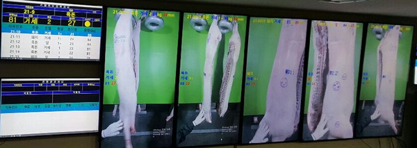 농림축산식품부에서 추진 중인 ‘축산물 온라인 경매 플랫폼 구축사업’과 관련한 시범사업자로 농협 나주축산물공판장이 선정됐다. 사진은 나주축산물공판장 스마트 경매 모습