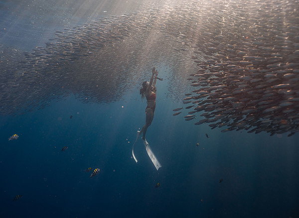 나팔링 정어리떼 스노쿨링. 사진/하나투어