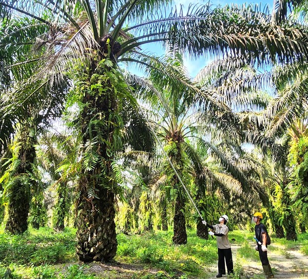 LX인터내셔널 해외 현장 연수에 참여한 사원이 인도네시아 팜농장에서 현장 작업을 직접 체험하고 있다. 사진/LX인터내셔널