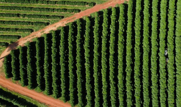 브라질 커피 농장. 사진/연합뉴스