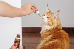 개·고양이도 '우루사·인사돌' 먹는다 반려동물 시장에 공들이는 제약사들 - 뉴스 썸네일 이미지